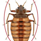 Entreprises 25 image PEST CONTROL MARKHAM EXTERMINATOR Pest Control Equipment & Supplies dans Markham ON