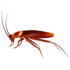 Entreprises 3 image PEST CONTROL MARKHAM EXTERMINATOR Pest Control Equipment & Supplies dans Markham ON