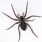 Entreprises 5 image PEST CONTROL MARKHAM EXTERMINATOR Pest Control Equipment & Supplies dans Markham ON