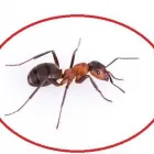 Entreprises 6 image PEST CONTROL MARKHAM EXTERMINATOR Pest Control Equipment & Supplies dans Markham ON