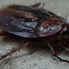 Entreprises 1 image PEST CONTROL OAKVILLE Pest Control Equipment & Supplies dans Oakville ON