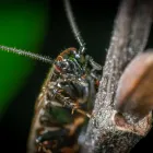 Business 3 image PEST DETECTIVE - SURREY/LANGLEY Pest & Vermin Control in Langley BC