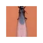 Business 3 image PEST DOCTOR Pest & Vermin Control in Nanaimo BC