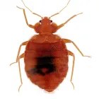 Business 1 image PEST DOCTOR Pest & Vermin Control in Nanaimo BC