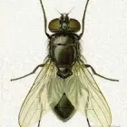 Business 4 image PEST IN PEACE Pest Control Equipment & Supplies in Saskatoon SK