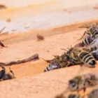 Business 1 image PESTLINE PEST CONTROL VAUGHAN Pest Control in Maple ON