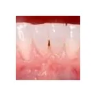 Business 11 image PETRICCA GIORGIO DR INC Health & Medicine in Nanaimo BC