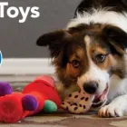 Entreprises 7 image PETSMART Shopping dans Langley BC