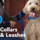 Business 12 image PETSMART Shopping in Belleville ON