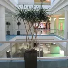 Entreprises 3 image PLANT CARE Shopping dans Dartmouth NS