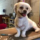 Entreprises 5 image PRETTY BEASTIE Pet Grooming Services dans East York ON