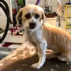 Entreprises 6 image PRETTY BEASTIE Pet Grooming Services dans East York ON