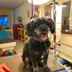 Entreprises 1 image PRETTY BEASTIE Pet Grooming Services dans East York ON