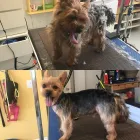 Entreprises 2 image PRETTY BEASTIE Pet Grooming Services dans East York ON