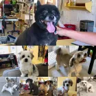 Entreprises 9 image PRETTY BEASTIE Pet Grooming Services dans East York ON
