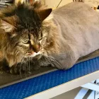 Entreprises 10 image PRETTY BEASTIE Pet Grooming Services dans East York ON