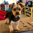 Entreprises 15 image PRETTY BEASTIE Pet Grooming Services dans East York ON