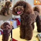 Entreprises 3 image PRETTY BEASTIE Pet Grooming Services dans East York ON