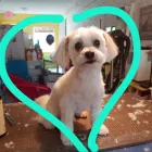 Entreprises 4 image PRETTY BEASTIE Pet Grooming Services dans East York ON