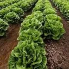 Business 3 image PRIMO JARDIN INC Supermarkets in Mississauga ON