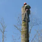Business 18 image PRO TREE SERVICES Tree Work & Forestry Services in Surrey BC