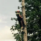 Business 21 image PRO TREE SERVICES Tree Work & Forestry Services in Surrey BC