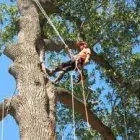 Business 24 image PRO TREE SERVICES Tree Work & Forestry Services in Surrey BC