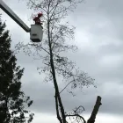 Business 26 image PRO TREE SERVICES Tree Work & Forestry Services in Surrey BC