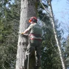 Business 41 image PRO TREE SERVICES Tree Work & Forestry Services in Surrey BC