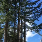 Business 10 image PRO TREE SERVICES Tree Work & Forestry Services in Surrey BC