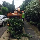 Business 3 image PROFESSIONAL TREE SERVICES Trees & Shrubs in Hamilton ON