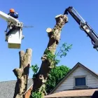 Business 4 image PROFESSIONAL TREE SERVICES Trees & Shrubs in Hamilton ON