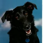 Business 1 image PULCZER MOBILE VETERINARY SERVICES Veterinarians in Richmond Hill ON