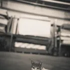 Entreprises 21 image QUINN ROOFING SOLUTIONS INC Roofing Contractors dans Windsor ON