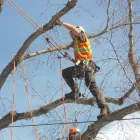 Business 4 image RED OAK TREE CARE EDMONTON Tree Work & Forestry Services in Edmonton AB