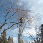 Business 5 image RED OAK TREE CARE EDMONTON Tree Work & Forestry Services in Edmonton AB