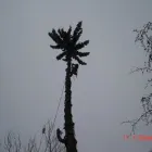 Business 6 image RED OAK TREE CARE EDMONTON Tree Work & Forestry Services in Edmonton AB