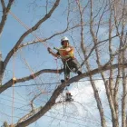 Business 8 image RED OAK TREE CARE EDMONTON Tree Work & Forestry Services in Edmonton AB
