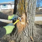 Business 9 image RED OAK TREE CARE EDMONTON Tree Work & Forestry Services in Edmonton AB