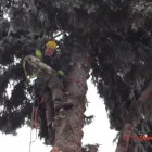 Business 3 image RED OAK TREE CARE EDMONTON Tree Work & Forestry Services in Edmonton AB