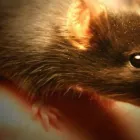 Entreprises 3 image RODENT CONTROL VANCOUVER Pest Control Equipment & Supplies dans Vancouver BC