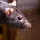 Entreprises 4 image RODENT CONTROL VANCOUVER Pest Control Equipment & Supplies dans Vancouver BC