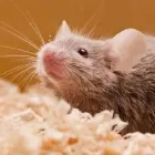 Entreprises 6 image RODENT CONTROL VANCOUVER Pest Control Equipment & Supplies dans Vancouver BC