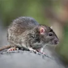 Entreprises 7 image RODENT CONTROL VANCOUVER Pest Control Equipment & Supplies dans Vancouver BC