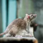 Entreprises 1 image RODENT CONTROL VANCOUVER Pest Control Equipment & Supplies dans Vancouver BC