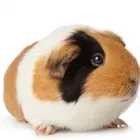 Entreprises 4 image ROYAL OAK PET CLINIC Veterinarians dans Victoria BC