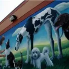 Entreprises 9 image ROYAL YORK ANIMAL HOSPITAL Veterinarians dans Etobicoke ON