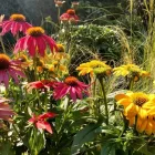 Business 2 image RUSSELL NURSERY Shopping in North Saanich BC