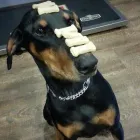 Entreprises 2 image SAANICHTON VILLAGE VETERINARY HOSPITAL Veterinarians dans Saanichton BC