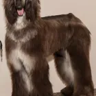 Entreprises 9 image SALON CANIN Pet Grooming Services dans Québec QC